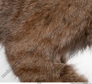 fur cat 0010